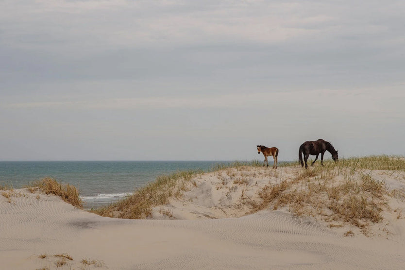 Die Geschichte hinter den Wildpferden von Corolla