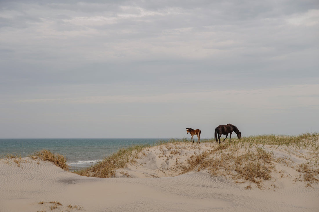 L'histoire des chevaux sauvages de Corolla