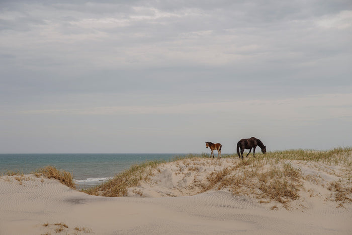 L'histoire des chevaux sauvages de Corolla